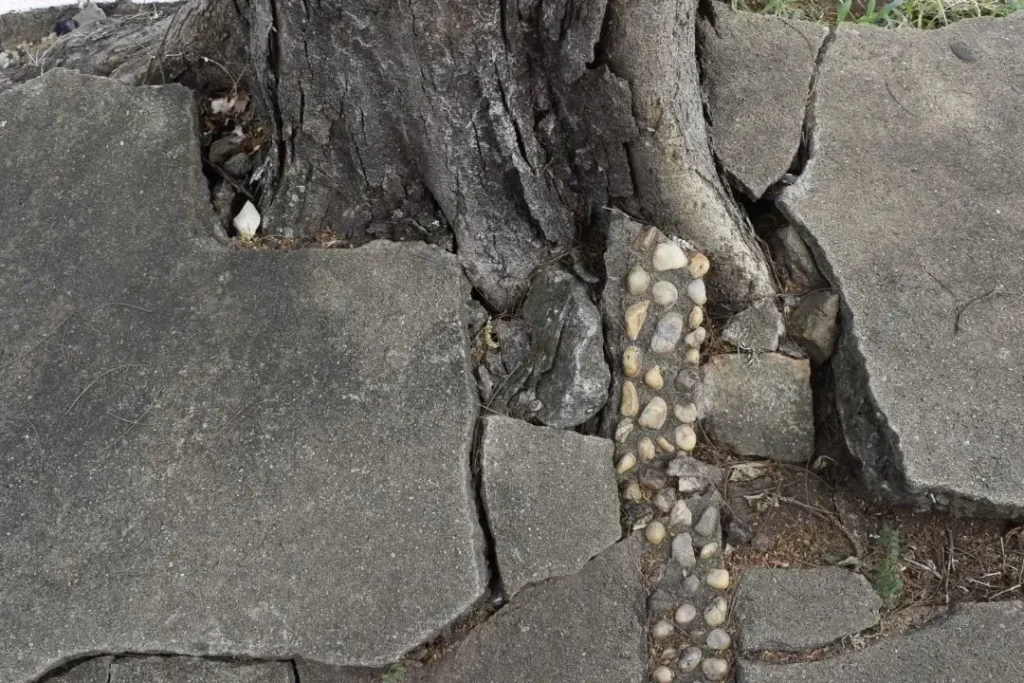 concrete crack due to tree roots